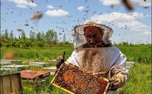 معرفی رشته پرورش زنبور عسل
