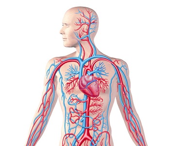 Circulatory-System